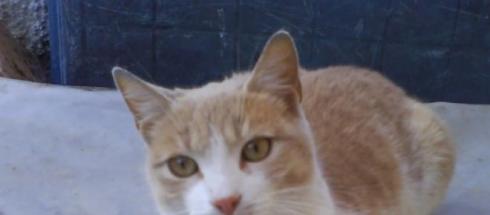 il gatto un amore incondizionato