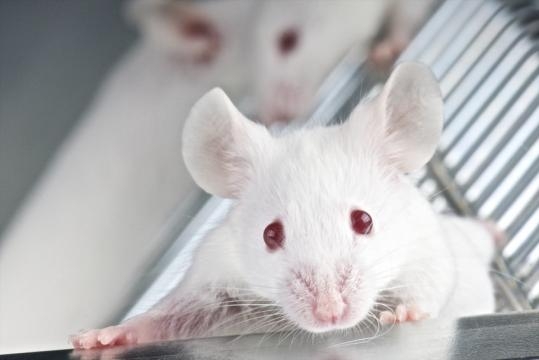 Ratón de laboratorio con enzima PDE4B modificado