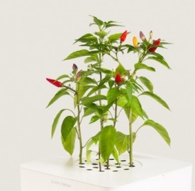Click And Grow starter kit