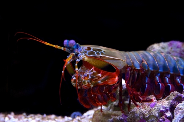 Odontodactylus scyllarus vista lateral da cabeça