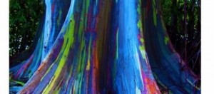 L'Eucalipto Arcobaleno o Rainbon Tree