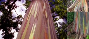 prospettiva dell'Eucalipto Arcobaleno