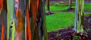 Rainbon Tree e i suoi colori