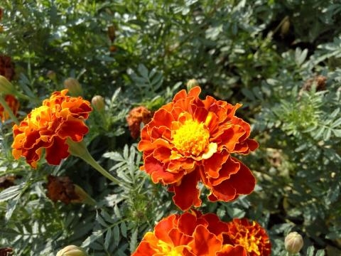 Xiaomi Redmi Note 2 Prime Sample Foto