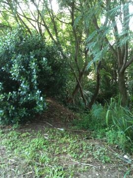 Trecho de floresta próximo ao Bosque da Barra