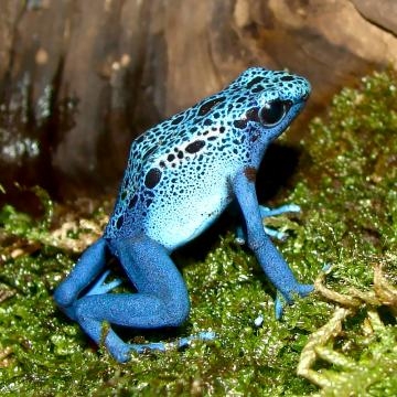 La rana azul de Surinam, cuidado con su toxina 