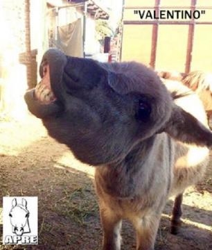 Bruno un burrito rescatado  de un maltrato humano