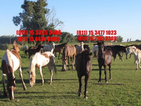 grupo de equinos viviendo una segunda vida