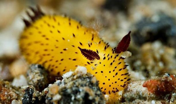Coniglio di mare giallo dall'alto