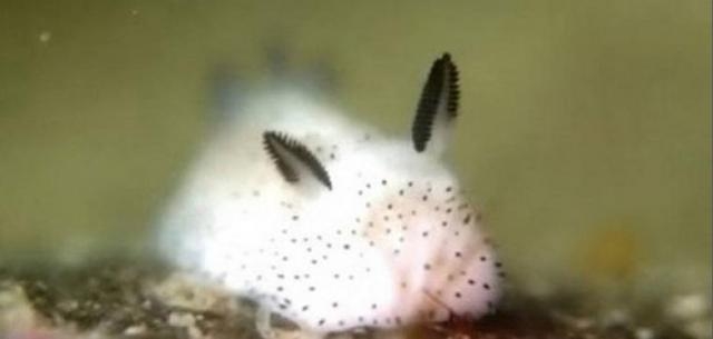 Il coniglio di mare in primo piano