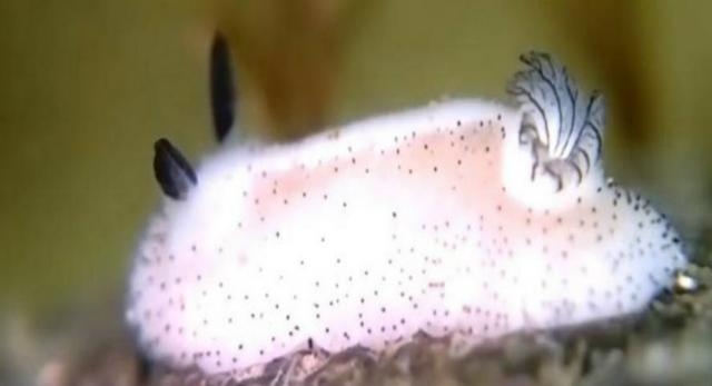 Il cosiddetto coniglio di mare