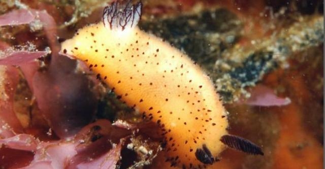 Un coniglio di mare giallo