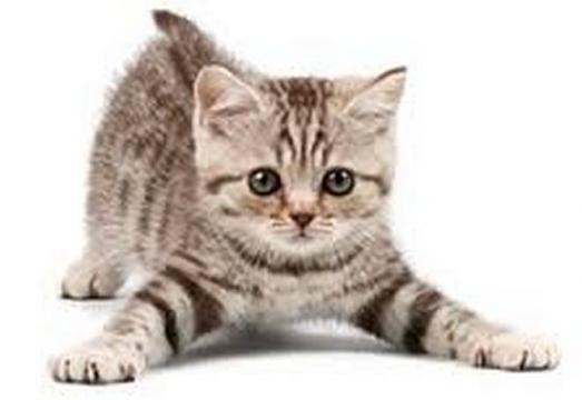 I video virali sui gattini mantengono svegli.