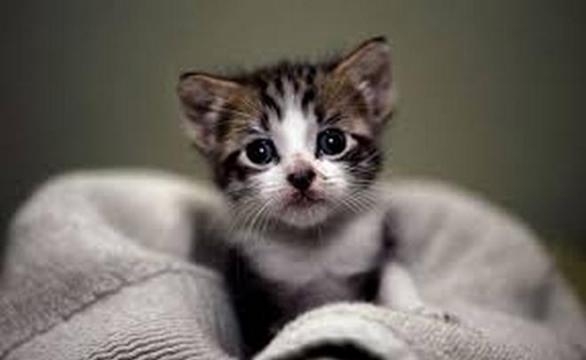 Nell'immagine un tenero micetto.