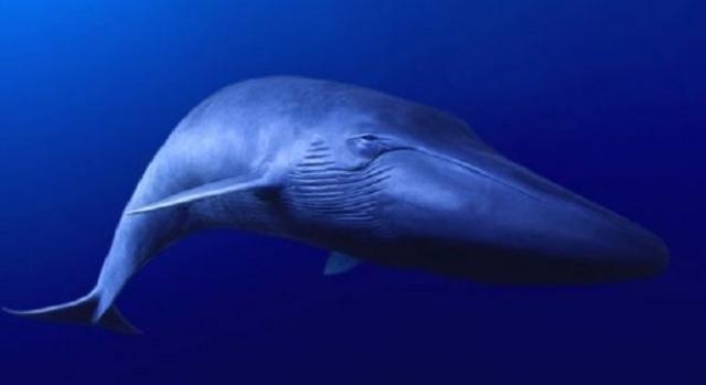 Un dipinto della balena blu sott'acqua