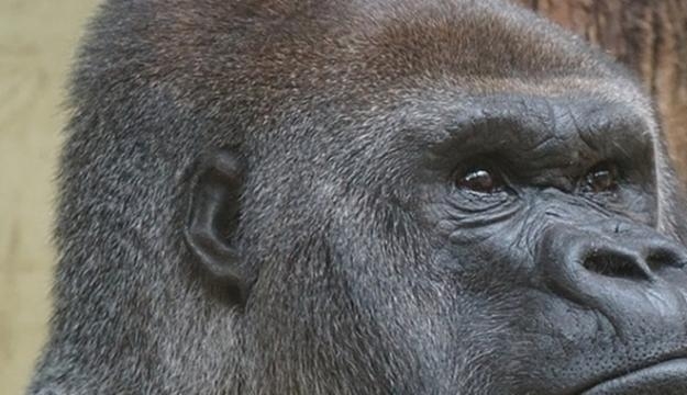 Gorilla. Image courtesy Pixabay commons