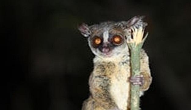 Rondo Dwarf Galago. Wikimedia commons