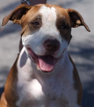 Miami-dade commissioner reconsidering pitbull ban by https://www.flickr.com/photos/sallywehner;