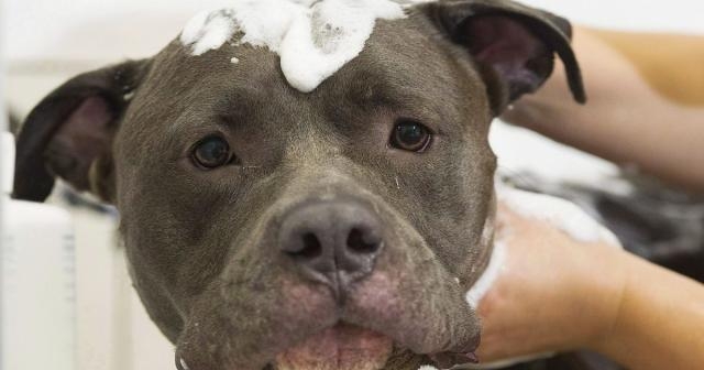 Montreal pit bulls get a reprieve from city law that banned them - usatoday.com