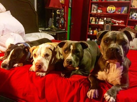 pitbull breed of dog may get second chance - twitter.com