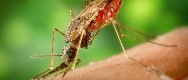 La zanzara Aedes aegipty vettore del virus Zika