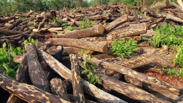 Illegal logging creates swathes of wasteland.