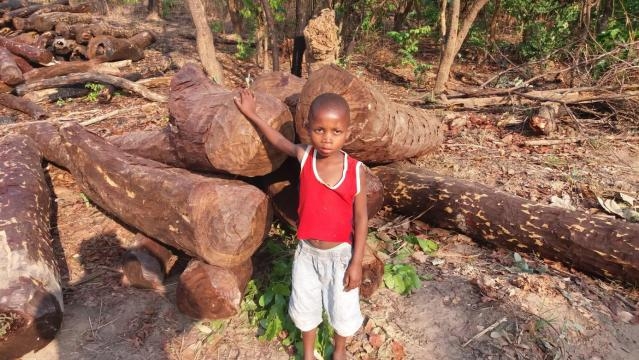 Mukula logs awaiting transport in the DRC