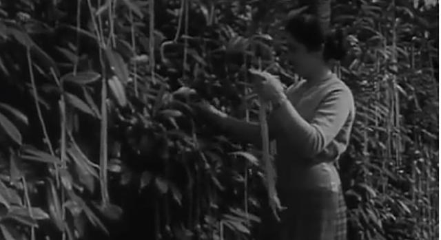 BBC Spaghetti Harvest Hoax 1957