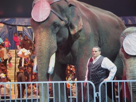 New Footage Shows Miserable Elephants 'Losing Their Minds' In NYC ... - thedodo.com