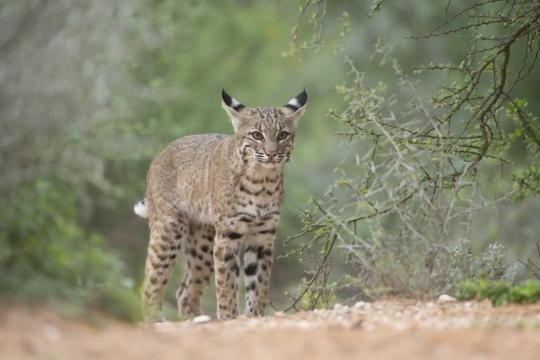 Trump's Wall Would Be Hell For Animals and wildlife, Too - thedodo.com