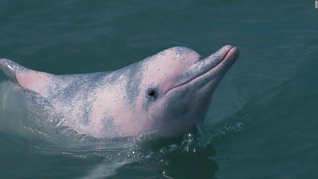 Soon all of Hong Kong's dolphins will be dead - CNN - cnn.com