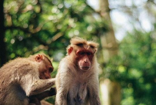 The Rhesus Macaque (Image credit – Ajmalmubaraq – Wikimedia Commons)