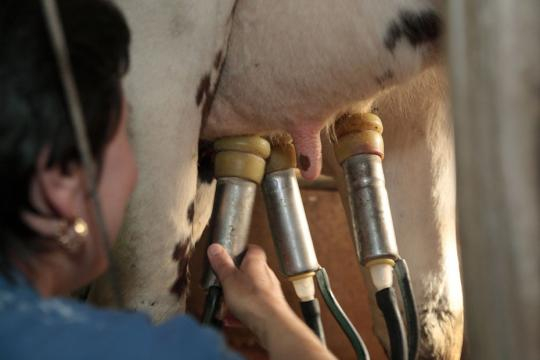 vache au lait maternel... humain - europe1.fr