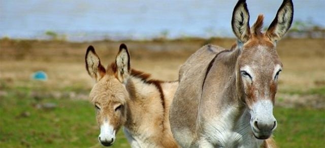 donkeys are endangered in many countries - luckythreeranch.com