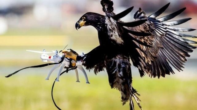 Eagles trained to take down drones - BBC News - bbc.com