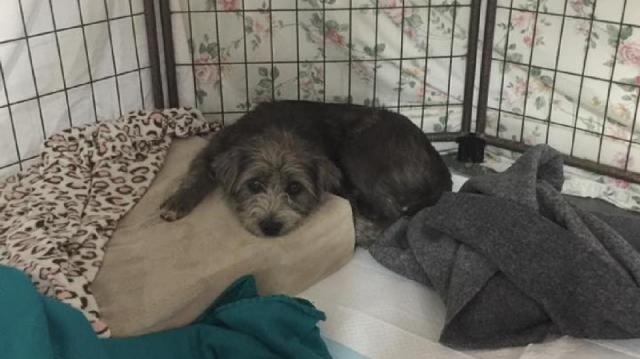 Sevier County Humane Society Sets Up Emergency Shelter at Fairgrounds to Care for ... - weather.com