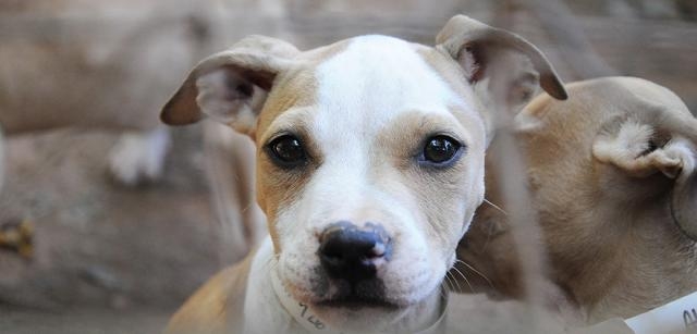 ASPCA Blog Feed - UDA wants to remove animal database - rssing.com