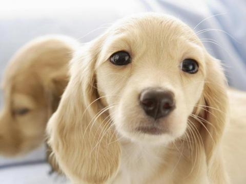 Os animais merecem que os tratemos bem