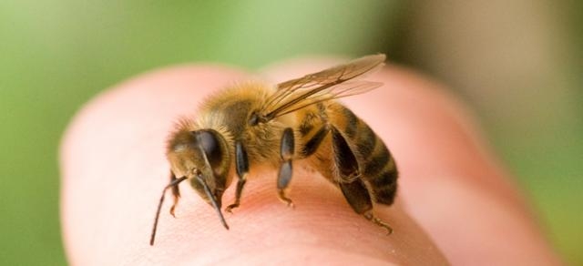 Save the Bees, Save the World - heifer.org
