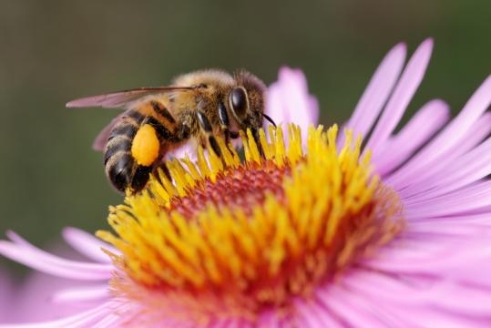 Why Honey Bees can save the World - rileys.co.im