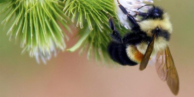 This Bumble Bee Is About to Go Extinct! - ecowatch.com