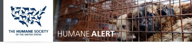 Sign the Petition to End China's Dog Meat Festival - The Humane ... - humanesociety.org