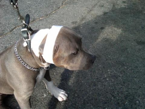 17 Best images about Ear Cropping & Tail Docking on Pinterest ... - pinterest.com