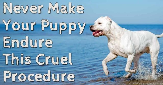 Cruel practice - Ear Cropping: Never Make Your Puppy Endure This Cruel Procedure - mercola.com