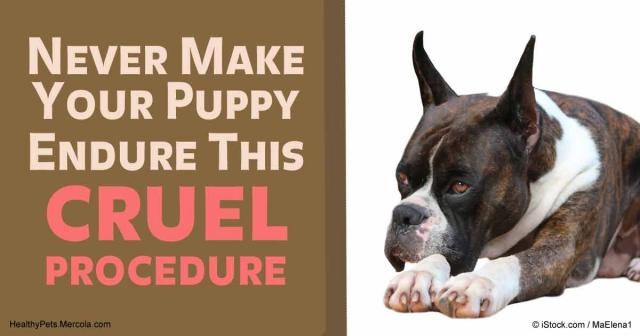 Ear Cropping: Never Make Your Puppy Endure This Cruel Procedure - mercola.com