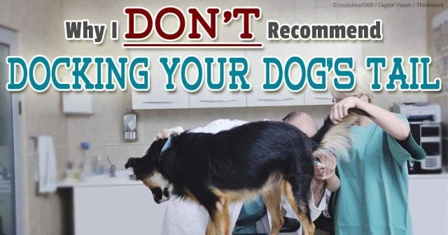 Know why the AKC Remain Staunchly in Favor of Tail Docking? - mercola.com