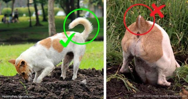 Learn why Does the AKC Remain Staunchly in Favor of Tail Docking? - mercola.com