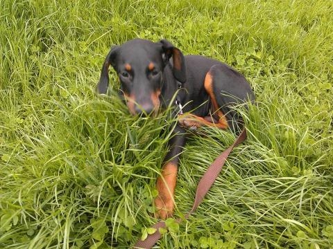 Pawsitively Genius - pawsitivelygenius.com