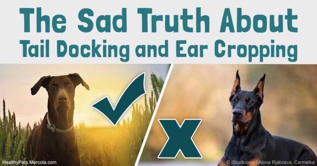 Tail Docking and Ear Cropping - A Barbaric Procedures in Dog - mercola.com
