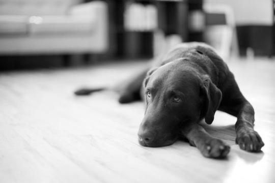 Treating Separation Anxiety in Dogs - thespruce.com